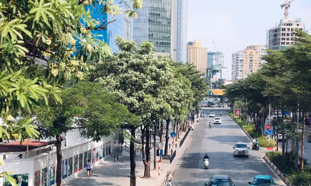 Hà Nội lý giải về đề án quản lý phát triển cây xanh, vườn hoa 