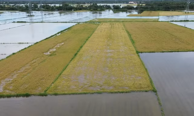 Mưa lớn nhấn chìm hơn 4.200 ha lúa