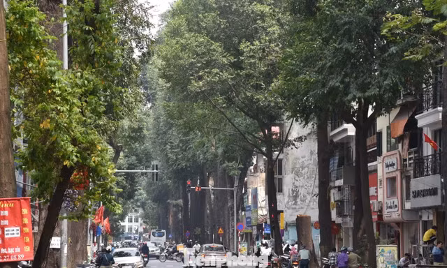 Mỗi tuyến phố Hà Nội sẽ có loài cây xanh chủ đạo