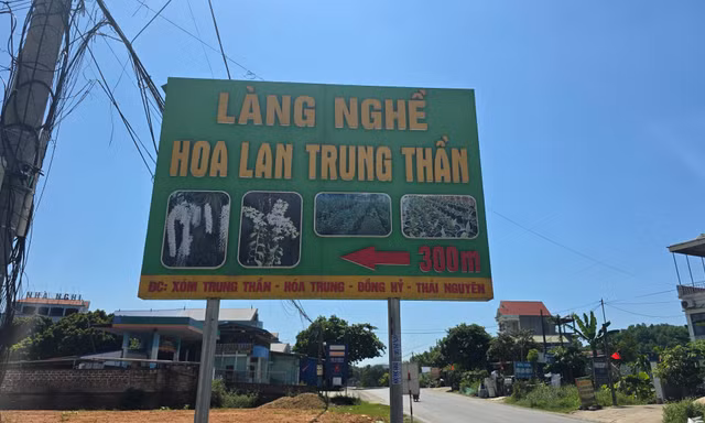 Thái Nguyên: Lan đột biến từng giao dịch 1 tỷ đồng/cm nay chỉ mang treo bờ rào