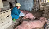 Có vắc xin tốt, vì sao không chặn được dịch tả lợn châu Phi?