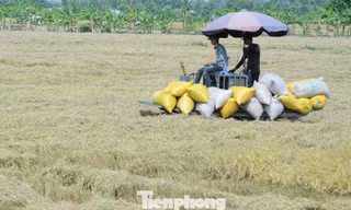Doanh nghiệp nợ tiền mua lúa hàng tỷ đồng, nhưng chây ì không trả