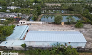Độc lạ Cà Mau: Khi chủ đất kiện chủ nhà