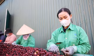 Miễn thuế đối ứng, nhiều nông sản Việt có cơ hội tăng xuất khẩu sang Mỹ