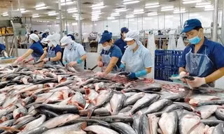 Xuất khẩu thủy sản tháng 7 đạt 1,1 tỷ USD, thị trường lớn hiện ra sao? 