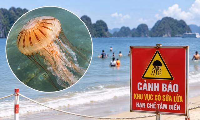 Cảnh báo sứa lửa xuất hiện ở biển Quảng Ninh
