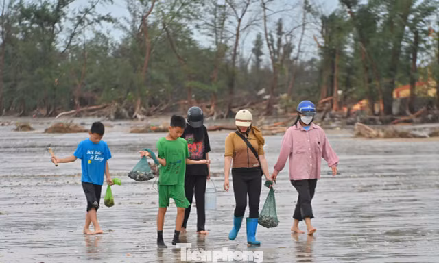 Người dân Móng Cái đổ xô nhặt 'lộc trời' sau bão