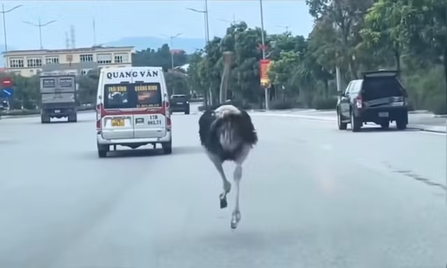 CLIP: Đà điểu chạy tung tăng giữa dòng xe trên quốc lộ 18 ở Quảng Ninh