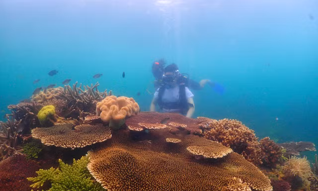 Gieo mầm san hô, hồi sinh màu xanh đại dương của vịnh Nha Trang