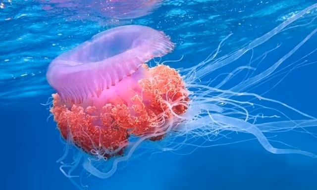 Sứa lửa 'tấn công' người tắm biển Nha Trang 