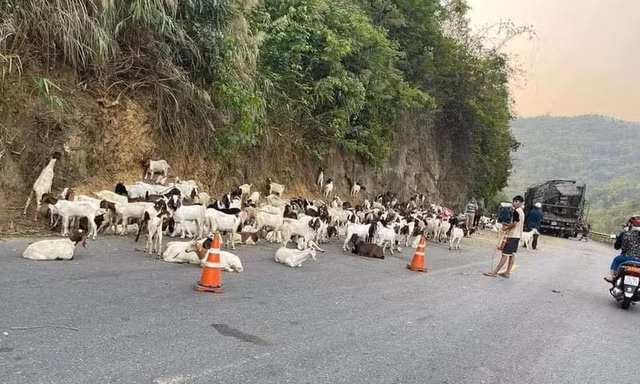 Hơn 100 con dê chết vì lật xe tải, người dân rủ nhau mua hỗ trợ tài xế
