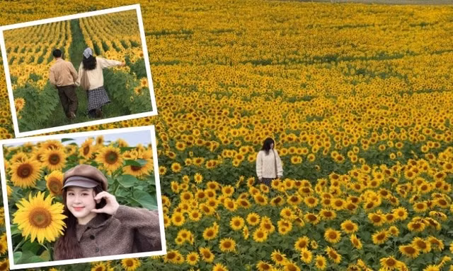 Mãn nhãn cánh đồng hướng dương vào mùa nở rộ: Góc “sống ảo” tuyệt đối điện ảnh