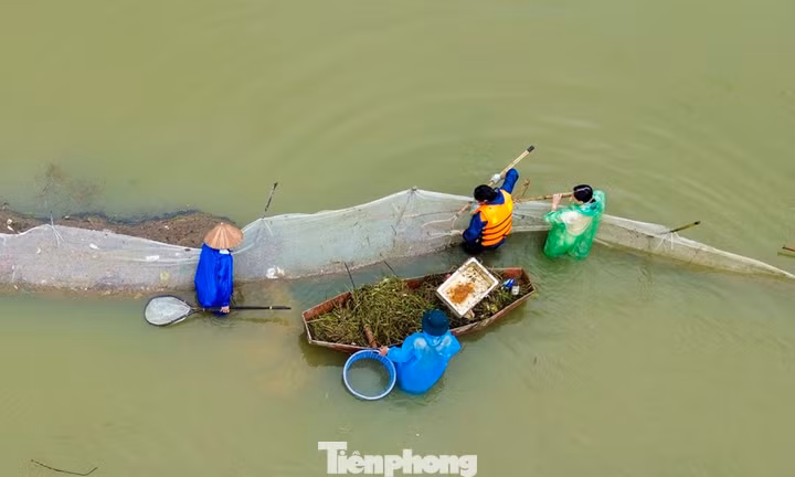 Dầm mình giữa lũ, giữ 15 tấn cá ở ngoại thành Hà Nội