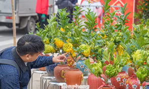 Phật thủ bonsai mini giá nửa triệu hút khách 