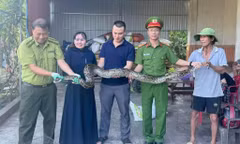Người phụ nữ mang con trăn dài 2m giao nộp công an