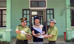 Người dân Huế giao nộp nhiều động vật quý hiếm