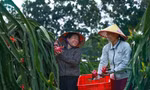 Thanh long ruột đỏ giúp nông dân Phú Thọ bứt lên thoát nghèo