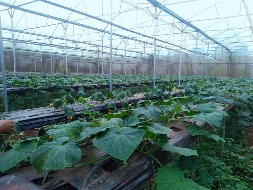 Vườn dưa nước ở xã Phú Lộc