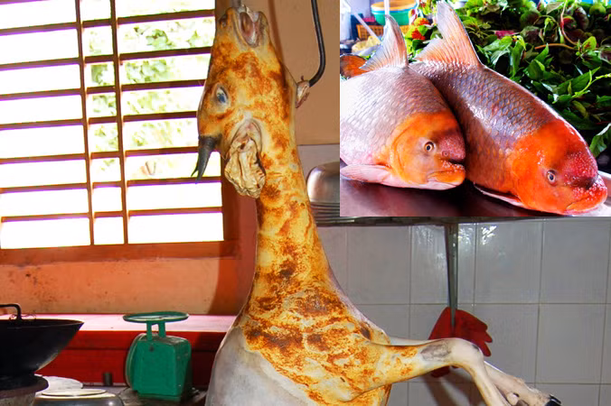 Số phận thê thảm của một con hoẵng (ảnh lớn). Cặp cá mõm trâu vàng đã lên máy bay (ảnh nhỏ).