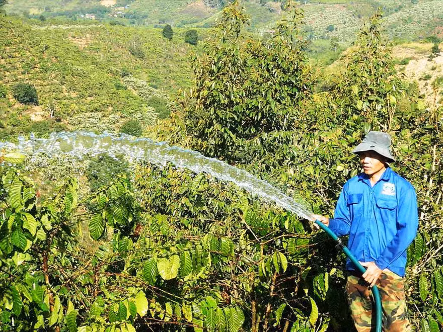 Anh Nguyễn Văn Trí, công nhân một công ty sản xuất điện - điện tử ở TPHCM quyết định trở về quê ở Đăk Nông để trồng cà phê vì thu nhập không đủ sống