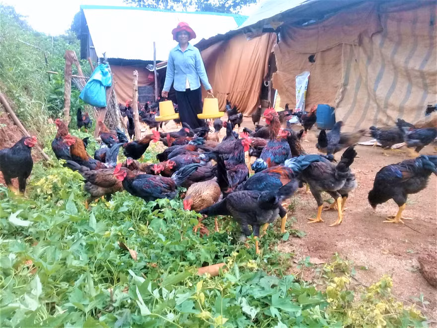 Chị H’Lan chăm sóc đàn gà