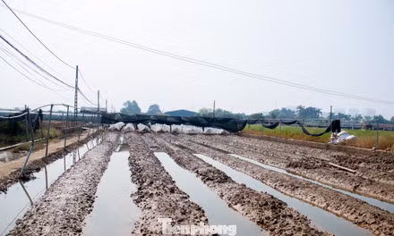 Thủ phủ hoa Hà Nội mất trắng