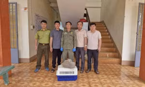 'Báu vật Sách Đỏ' nặng 4kg xuất hiện trong vườn nhà dân ở Đồng Nai