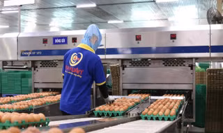 Ngân hàng rao bán trứng gà
