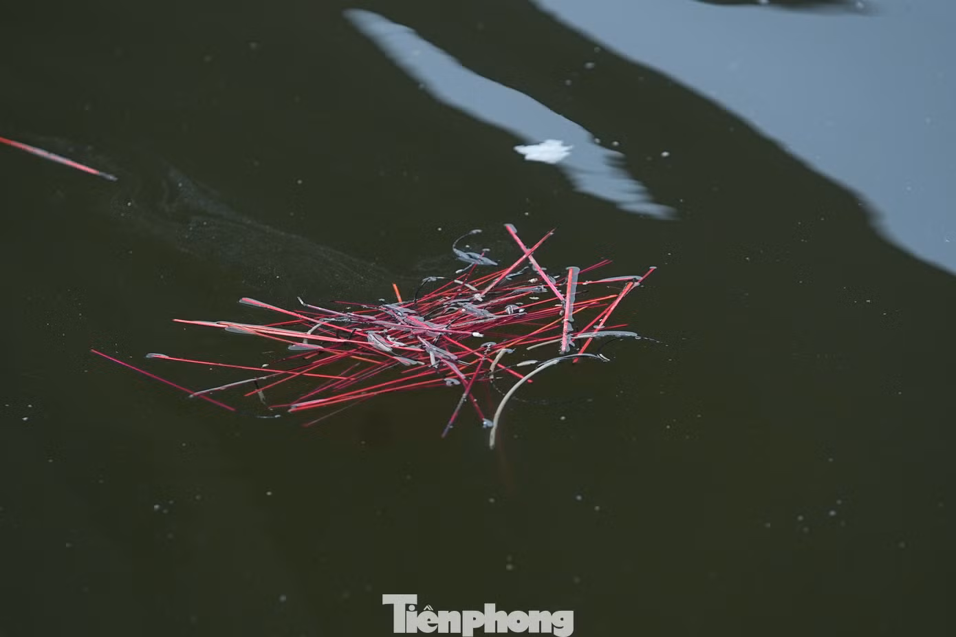 tp-thaca56.jpg