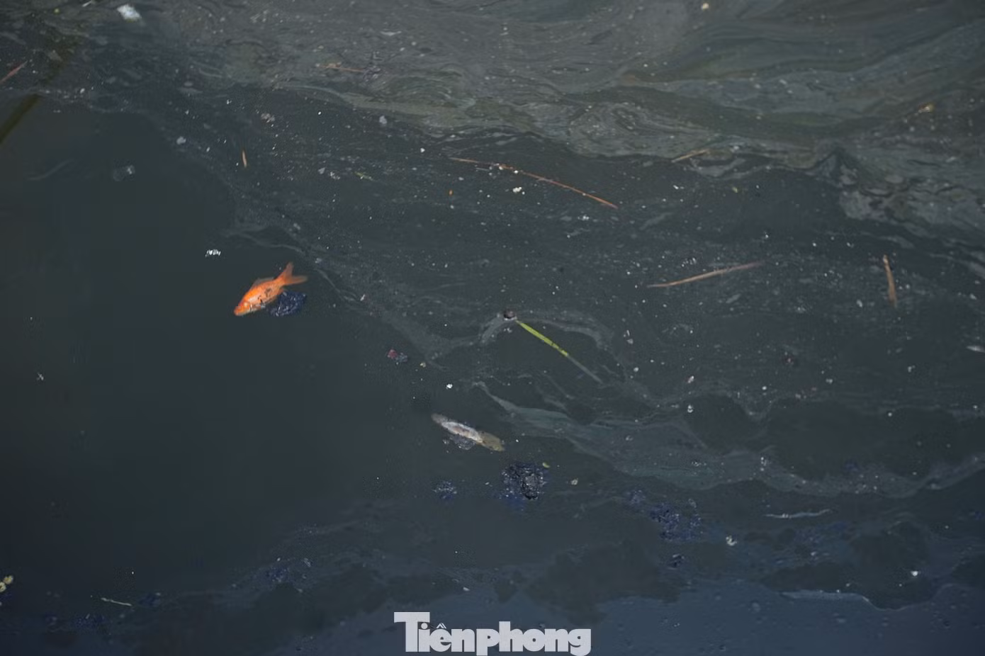 tp-thaca19.jpg