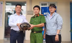 Phát hiện rùa răng quý hiếm dưới rạch ở TPHCM 