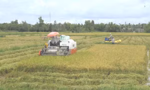 Cà Mau chuyển hồ sơ vụ doanh nghiệp nợ tiền mua lúa của nông dân sang công an 