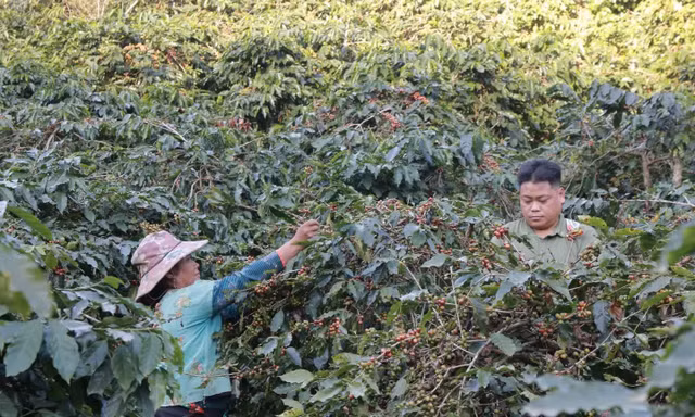 Cà phê Arabica của Sơn La sẽ lên sàn đấu giá tại Hawaii, Mỹ