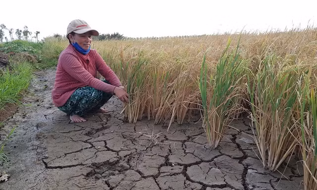 Ứng phó với siêu El Nino: Không thể chờ đến mùa khô mới chống hạn