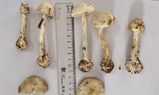Ăn canh nấm lạ, 6 người ngộ độc, 1 người tử vong 