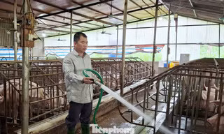 Phú Thọ sẽ quan trắc môi trường chăn nuôi để giảm ô nhiễm 