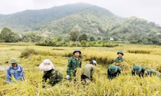 Tuổi trẻ Biên phòng Sơn La giúp dân thu hoạch lúa, ngô tránh thời tiết bất thường