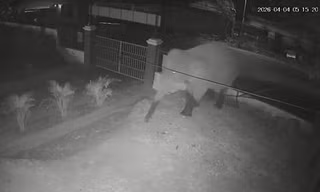 Voi rừng phá rào, xâm nhập trường học ở Sơn La