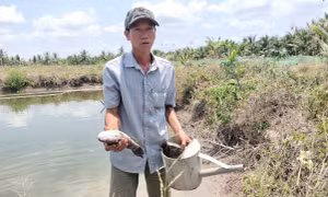 Cá chết hàng loạt nghi do nhiễm nước mặn từ san lấp dự án sân bay Cà Mau