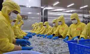 Cà Mau thúc đẩy kinh tế tuần hoàn ngành tôm, lúa để ứng phó biến đổi khí hậu