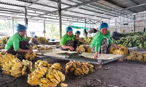 Cảnh tất bật cận Tết ở làng nghề ép chuối khô trăm tuổi