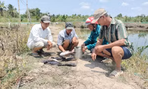 Cá chết nghi nhiễm mặn từ thi công sân bay Cà Mau: Đã có kết quả kiểm định