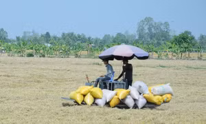 Nợ 14 tỷ đồng tiền lúa, doanh nghiệp trả mãi không nổi 3 tỷ 