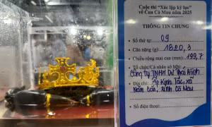 'Tân vương' cua Cà Mau nặng hơn 1,8kg