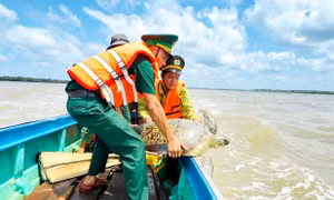 Cà Mau thả nhiều động vật quý hiếm trong sách đỏ về biển