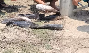 Chủ tịch Cà Mau phê bình một số cơ quan trong vụ cá chết do nhiễm mặn thi công sân bay 