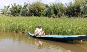 Con tôm sinh thái và hành trình thoát nghèo nơi Đất Mũi