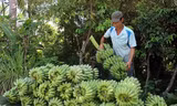 Giá chuối đang rớt mạnh khiến người dân thấp thỏm 