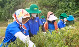 Thu hoạch nông sản cho người dân xứ Lạng. 