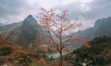 Ngẩn ngơ mùa hoa gạo vùng cao nguyên đá Hà Giang